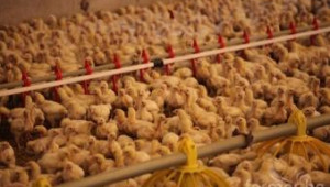 Удължават срока за наличнoто пилешко месо в търговската мрежа - Agri.bg