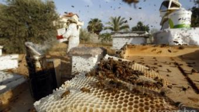 В новата ОСП ще има схема за плащане на пчелно семейство