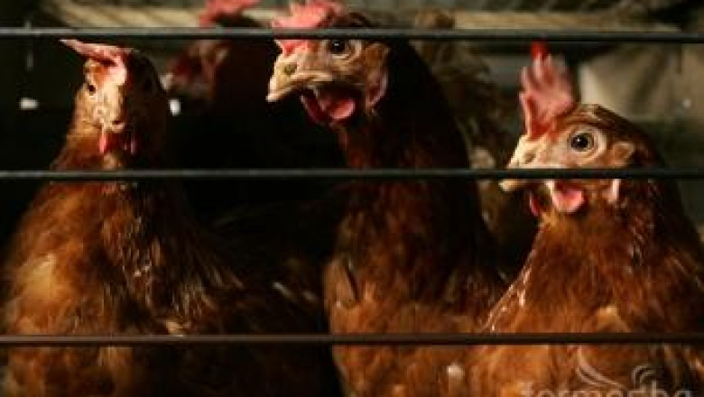 Унищожават всички кокошки в село Звиница заради  Нюкясълска болест
