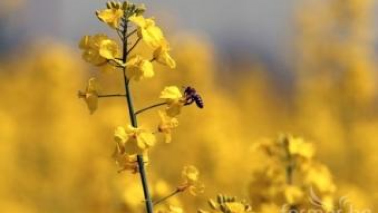 Европа предупреждава за измиране на пчели заради опасни пестициди