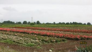 Производители пишат до ЕК в защита на розата и лавандулата - Agri.bg