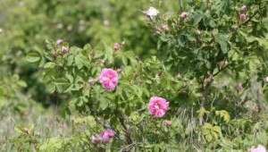 България ще защитава производителите на лавандула и рози пред ЕК - Agri.bg