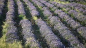 Законови промени застрашават производството на лавандула и рози - Agri.bg
