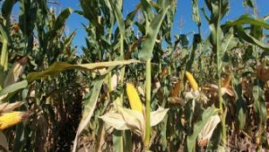 Русия отмени забраната за внос на ГМО царевица  NK603 - Agri.bg