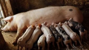 Влизат в сила нови изисквания при отглеждането на свине - Agri.bg