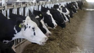 Нова ферма за 100 млечни крави откриха в ямболското село Атолово - Agri.bg