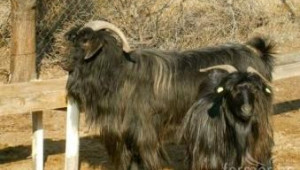 Редки породи овце и кози показват днес на изложение в село Крупник - Agri.bg
