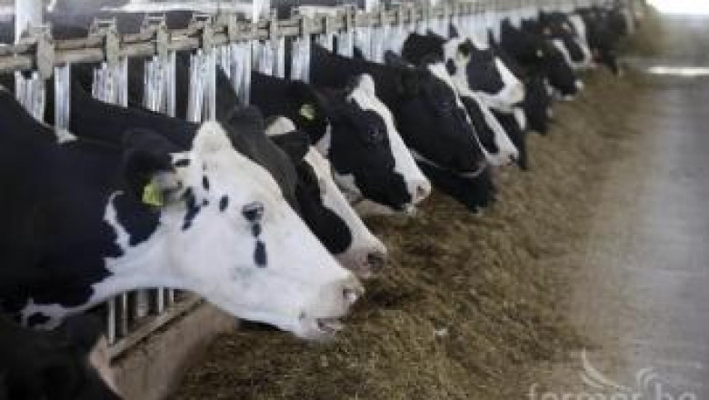 Размер на субсидиите за животновъдство за 2012-а година