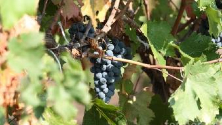 Производителите на винено грозде трябва да подадат декларации до 15 януари