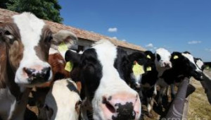 ДФЗ плати 4,46 млн. лв. субсидии на животновъдите - Agri.bg