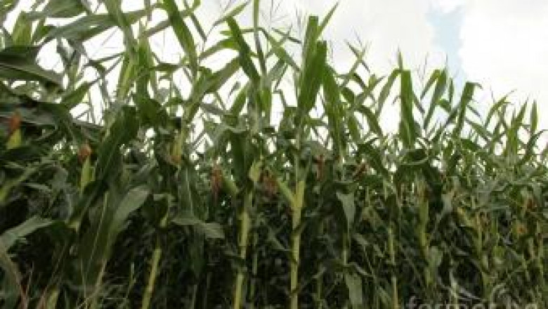 Британският земеделски министър подкрепи ГМО