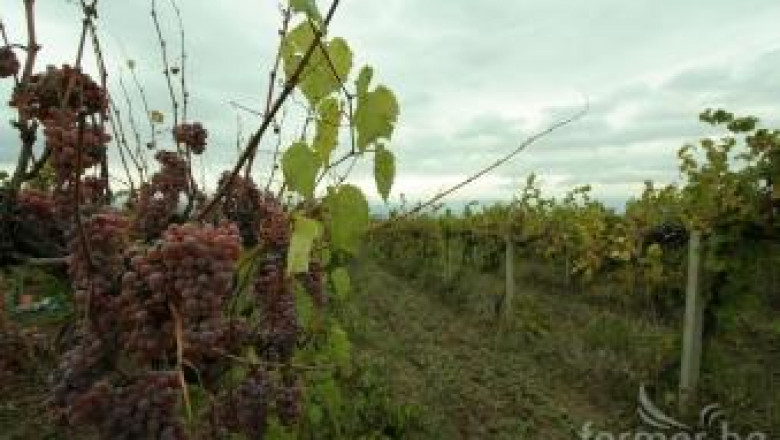 Инж. Красимир Коев: 2012 беше интензивна година за сделките с грозде