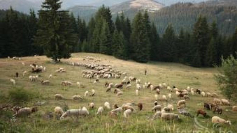 Овцевъдството в Родопите показва художник чрез картините си