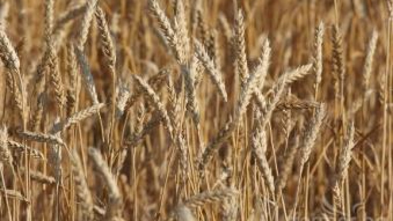 С 35% по-скъпа е пшеницата от реколта 2012 – износът се увеличава