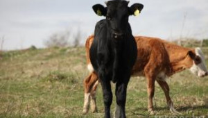 Copa-Cogeca: Трябва по-целенасочена политика към производителите на говеждо месо - Agri.bg