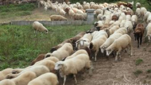 ДФЗ започна изплащането на кредити за животновъдите - Agri.bg