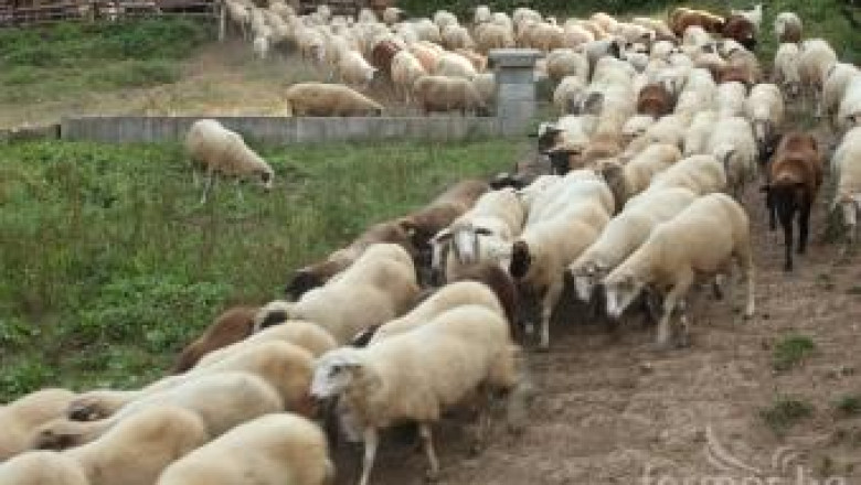 ДФЗ започна изплащането на кредити за животновъдите