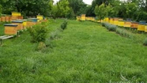 ДФЗ ще приема заявления по пчеларската програма - Agri.bg