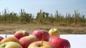 Биопроизводители на ябълки: Търговците търсят ябълки с размер на тикви - Agri.bg