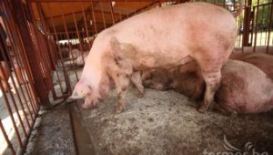 ЕК нотифицира помощта за свиневъди и птицевъди (обновена) - Agri.bg