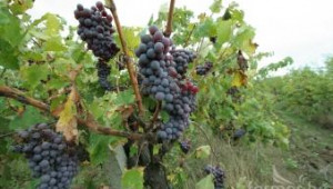 Пътят на качественото българско вино е към европейските пазари - Agri.bg