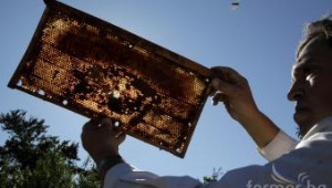 Пчелите в България намаляват драстично ! - Agri.bg