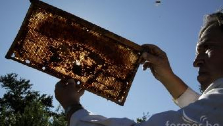 Пчелите в България намаляват драстично !