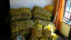 Празник на картофите събира днес производители в град Трън - Agri.bg