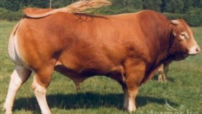 Български бизнесмени инвестират в месодайни говеда от Франция