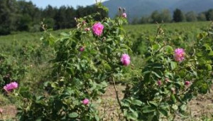 България запазва лидерството си в производството на розово масло в света - Agri.bg