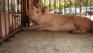 Найденов: До дни ЕК трябва да нотифицира помощ за свиневъдите и птицевъдите - Agri.bg