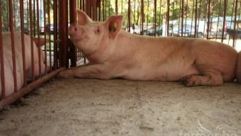 Найденов: До дни ЕК трябва да нотифицира помощ за свиневъдите и птицевъдите