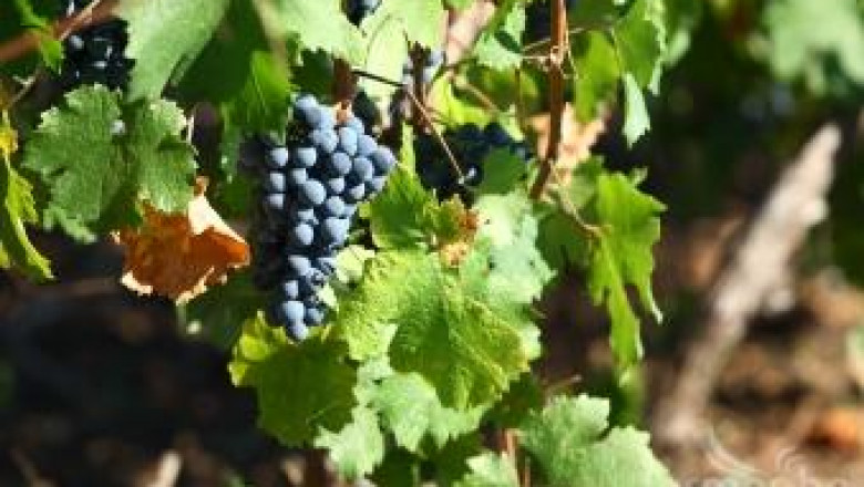 Слабата реколта от грозде в Европа понижи производството на вино с 6%