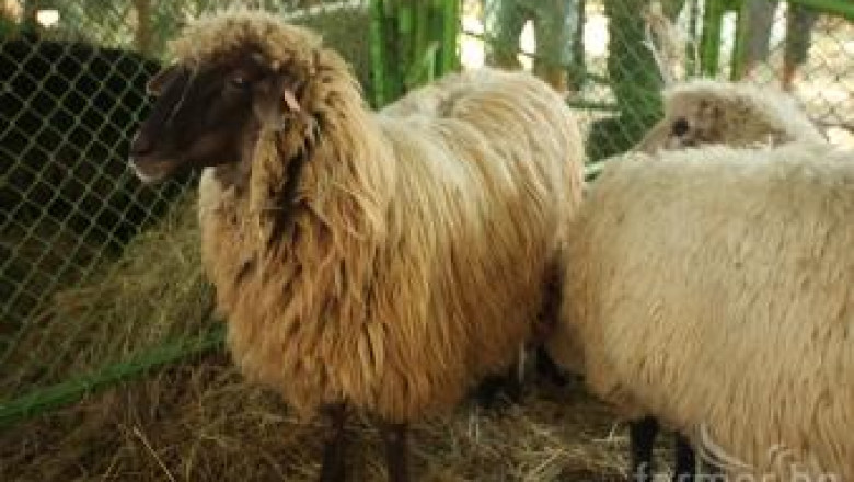 Асоциацията на млечните овце представя България на Индагра, Румъния
