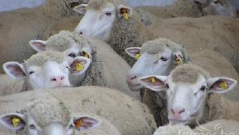 Стотици фермери разгледаха изложението на овце Ил Дьо Франс (СНИМКИ)