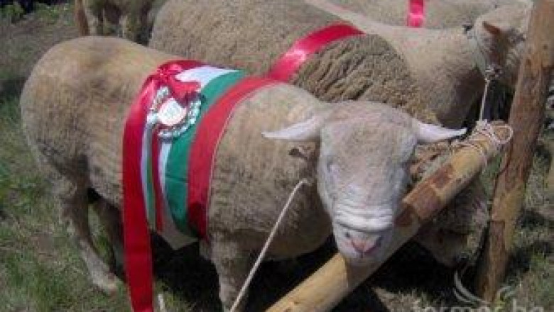Овце Ил дьо Франс показват на изложба край Русе