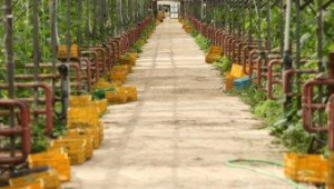 ДФЗ подпомогна 2000 производители на плодове, зеленчуци и гъби  - Agri.bg