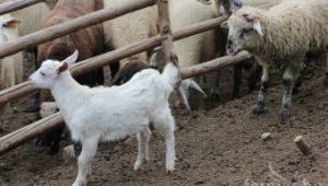 ДФЗ: Над 63 милиона лева субсидии за 2012 г. вече са платени на животновъдите - Agri.bg