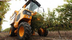 Експерти от ЕС предвиждат най-слабата реколта от грозде в Европа тази година - Agri.bg