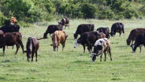 Днес започват директните плащания за животновъдите  - Agri.bg