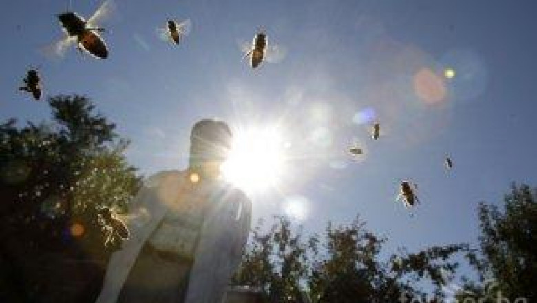 ДФЗ: Усвоени са 82% от бюджета на Националната програма по пчеларство