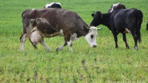 Последните новости при генетичните ресурси в животновъдството ще обсъдят в Хисаря - Agri.bg