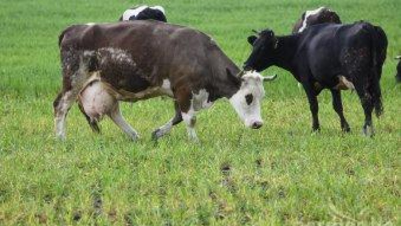 Последните новости при генетичните ресурси в животновъдството ще обсъдят в Хисаря