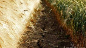 Рекордната суша в световен мащаб повиши цените на храните през септември - Agri.bg
