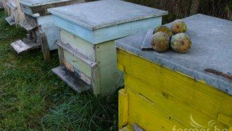 Младен Котларски: Без финансов ресурс пчеларският сектор е обречен