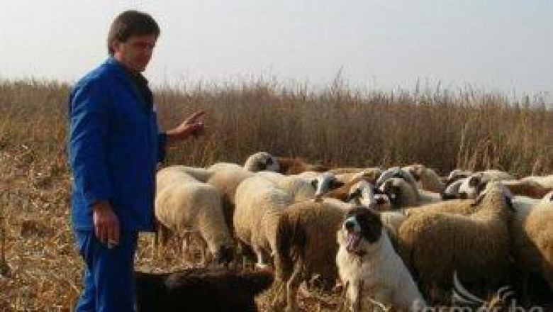 Бели и вакли Маришки овце ще покажат на изложба в Пловдивско