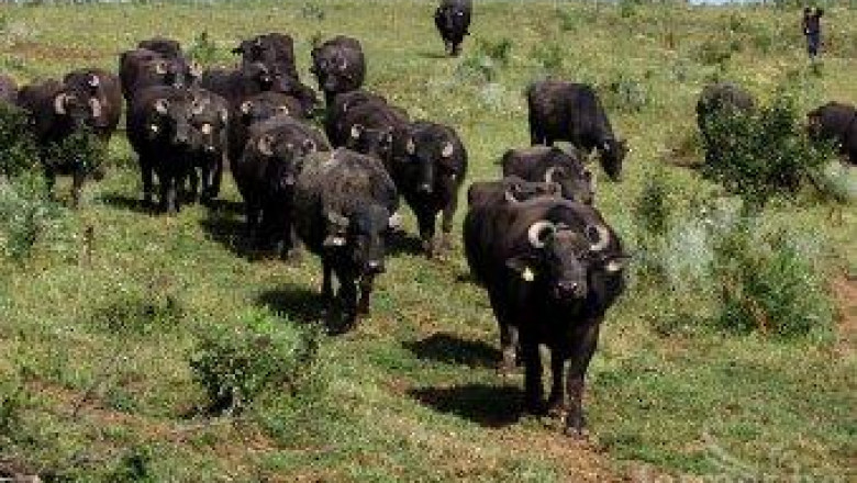 Мария Степанчева: Увеличават се биволите в България