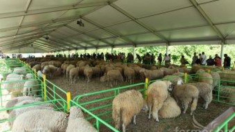 Сливен събира стотици фермери на X-то Национално животновъдно изложение