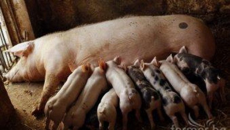 Наполовина е намалял броят на свинете в България за последните пет години