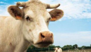 МЗХ отчита значителен ръст в средствата за подпомагане на животновъдството през 2012 - Agri.bg